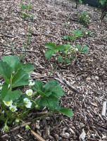 L’air De Rien drink