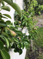 L’air De Rien drink