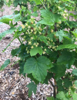 L’air De Rien drink