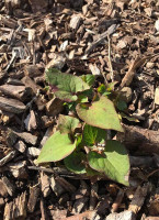 L’air De Rien drink