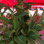 Gasthaus Stulberger drink