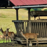 Waldschänke Am Hirschpark outside