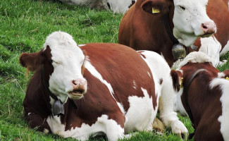 Chalet Du Suchet drink