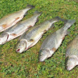 Fischereipark Worben Ag food