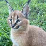 Pizzeria La Verita drink