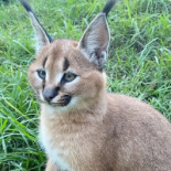 Bäckerei Dumler GmbH drink