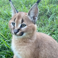 The Blues Kitchen - Camden drink