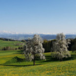 Restaurant Waldrose food