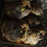 Pizzeria Zum Cäsar food