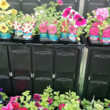 Fairley's Garden Centre drink