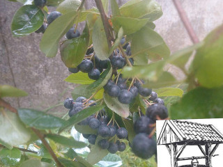 'an D'olde Putte' Goor