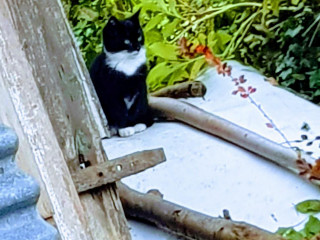 Vereinshaus Grüner Baum